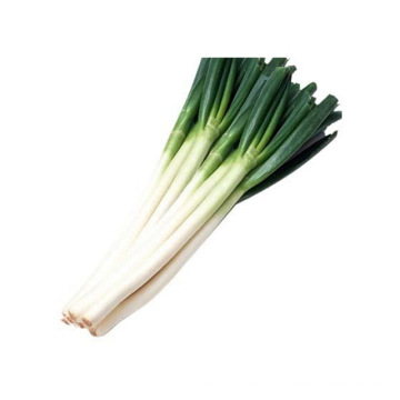 Fresh Scallion, Fresh Welsh Onion, Fresh Leek